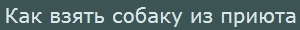Как взять собаку из приюта